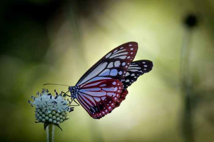 Butterfly stock depositphotos beautiful